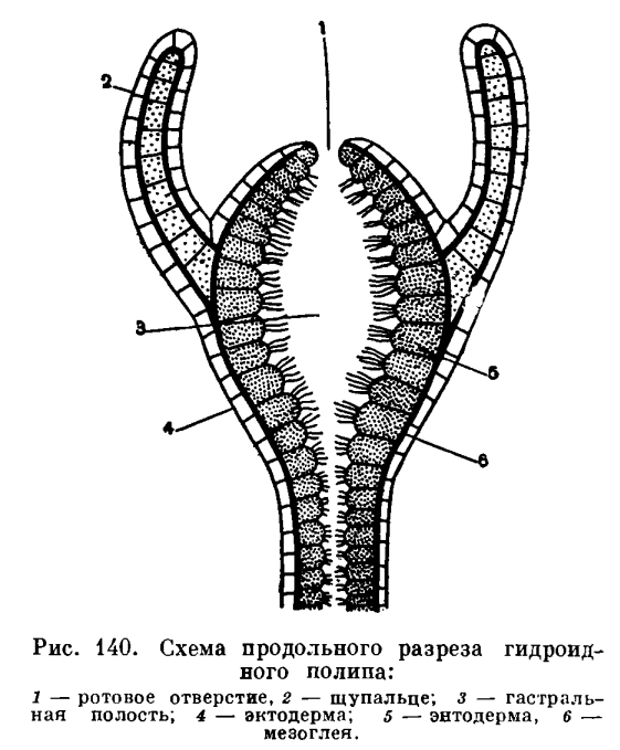 Кракен рабочее зеркало